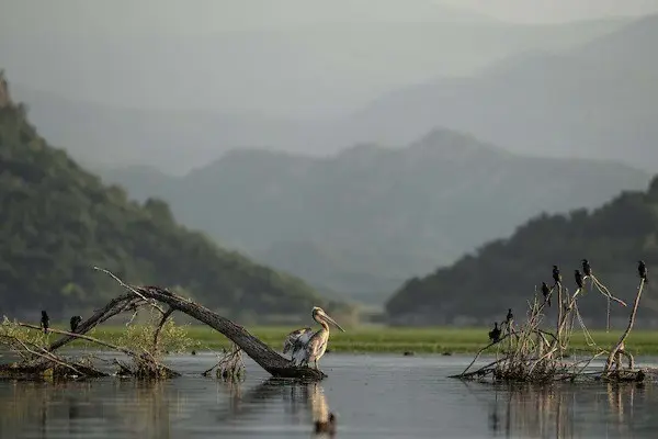 Pelicans and other birdlife on Skadar Lake