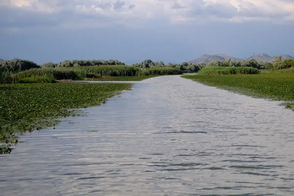 Boat journey through water lilies on Skadar Lake