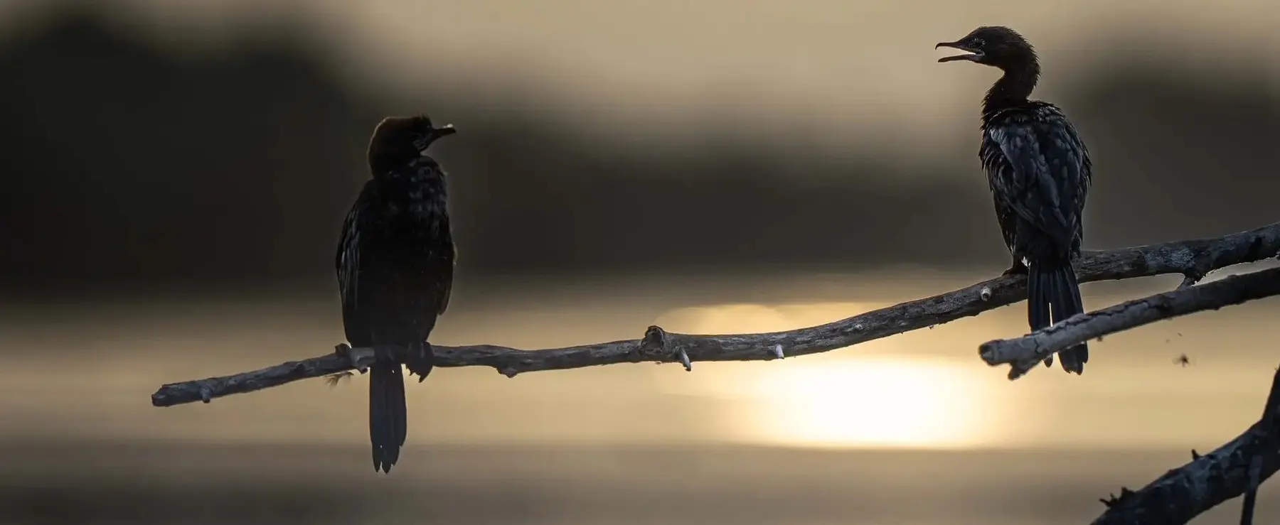Cormorants on branches at sunset over Skadar Lake