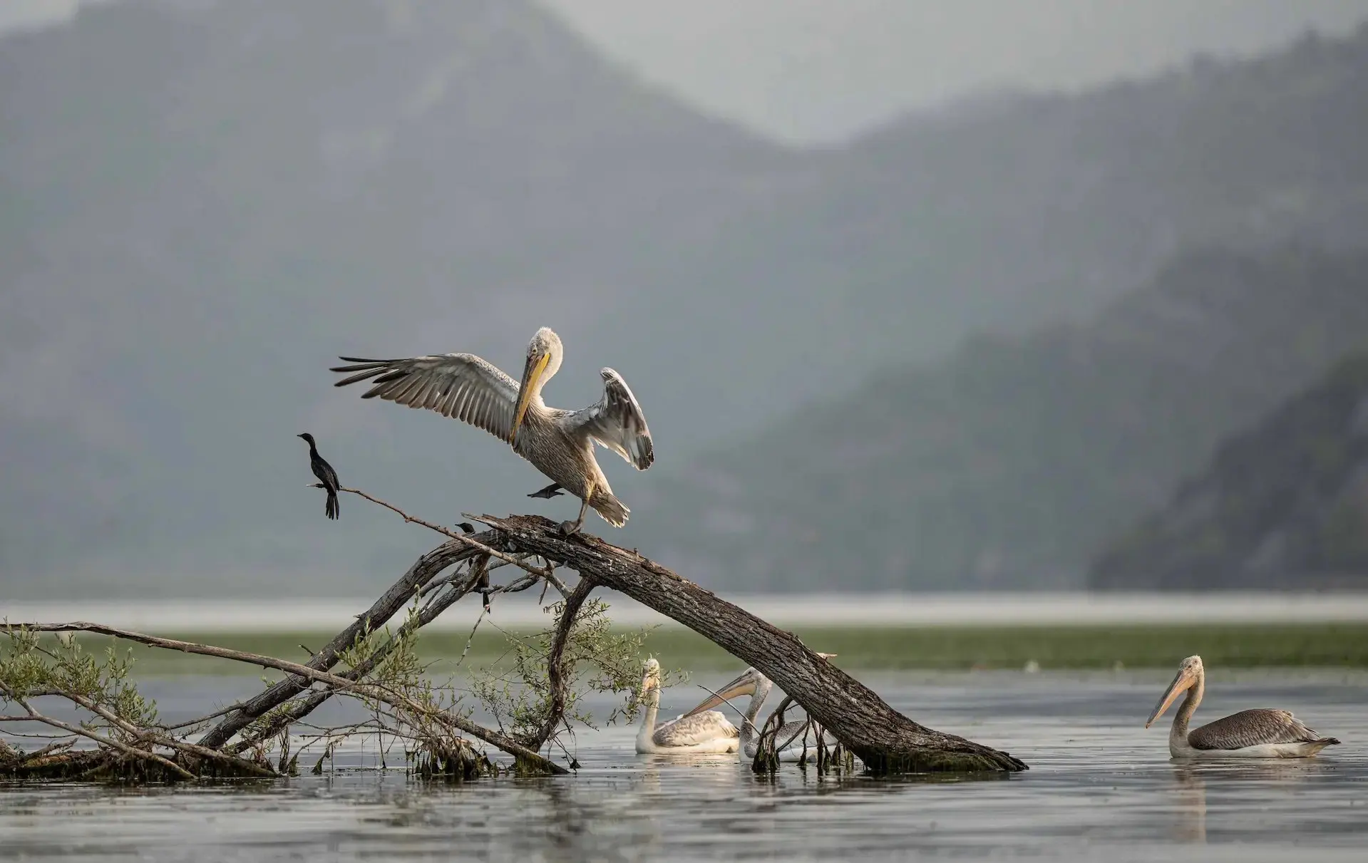 Lake Skadar scenery for a boat cruise from Virpazar