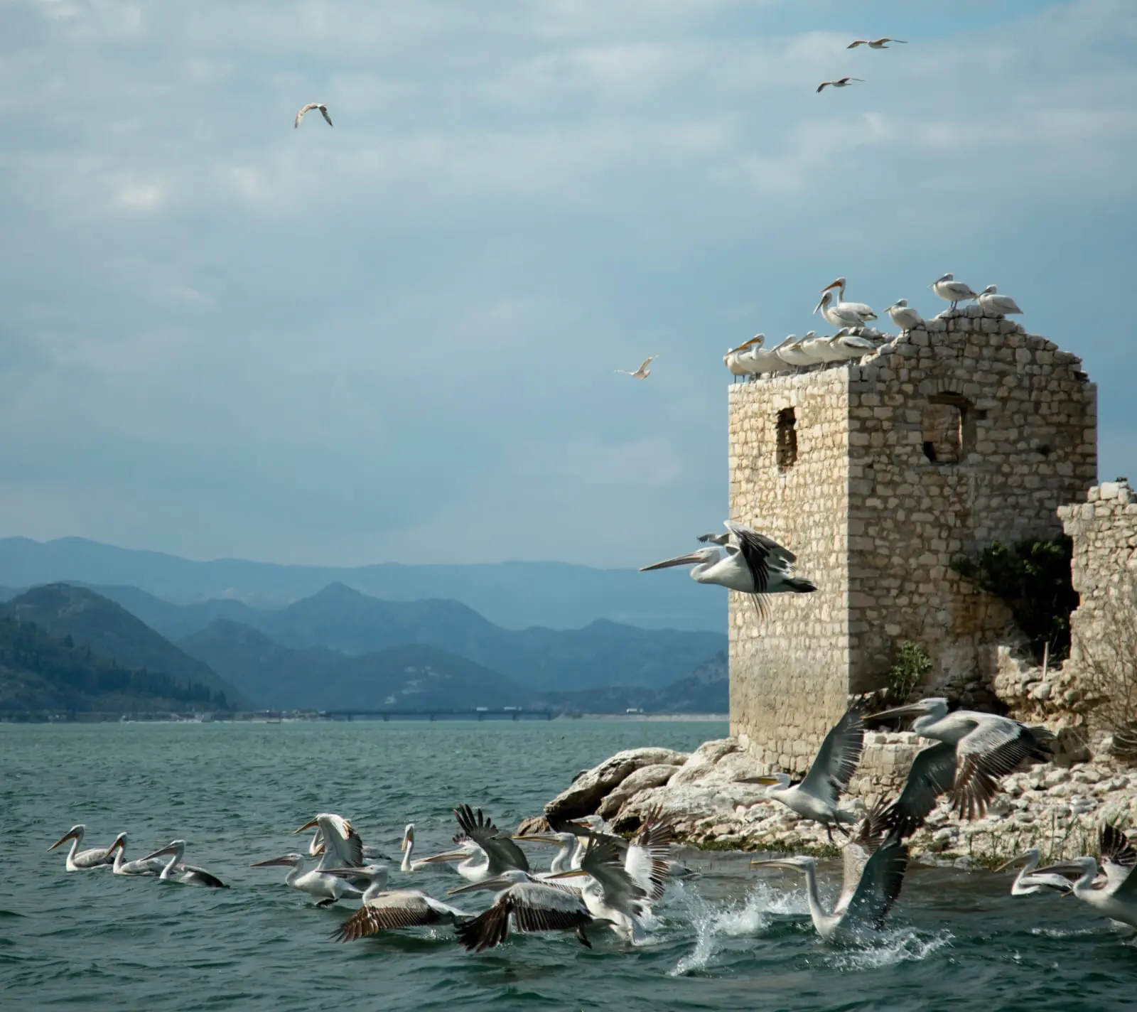 Private boat tour through Lake Skadar National Park